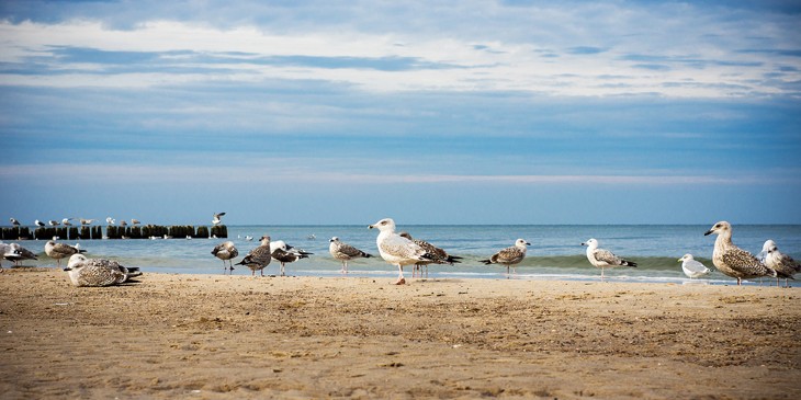 Bałtycka plaża