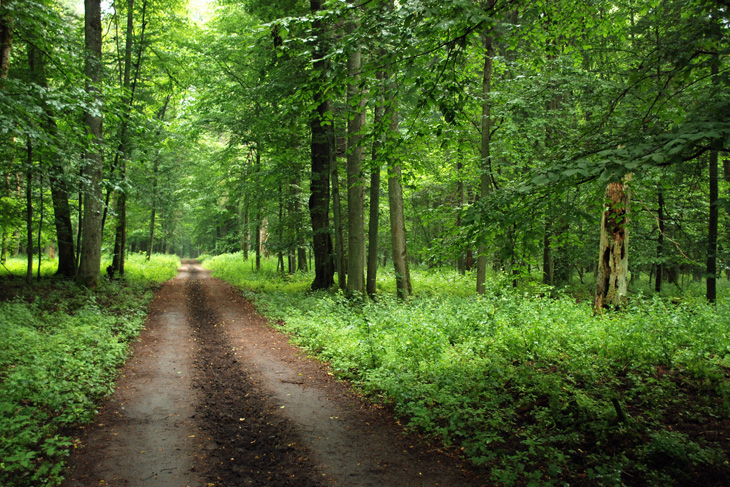 Puszcza Białowieska