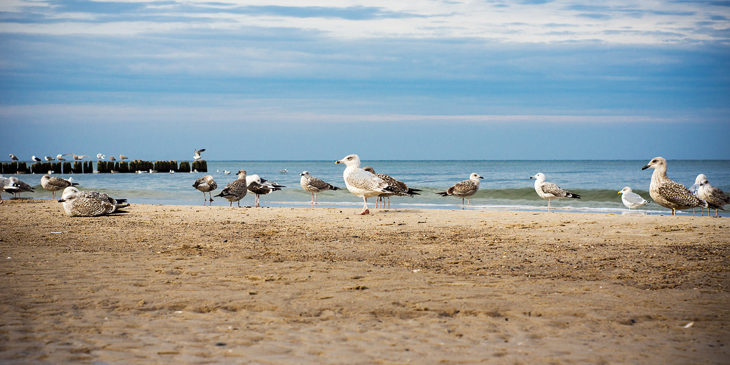 Plaża nad morzem Bałtyckim