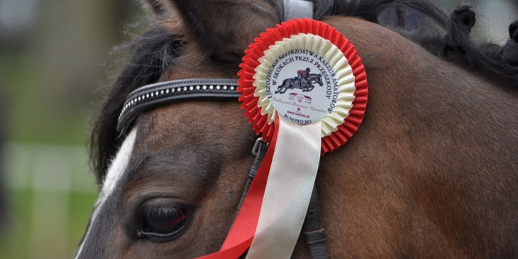 III Jeździeckie Mistrzostwa Kaszub - Runowo 2015