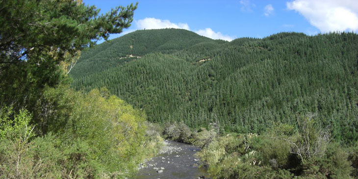 Mount Richmond Forest Park