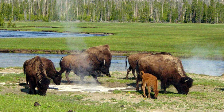 Bizony w Yellowstone