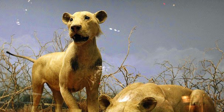 Lwy ludojady z Tsavo