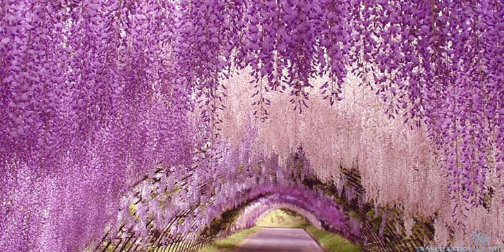Ashikaga Flower Park