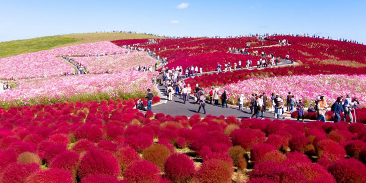 Hitachi Seaside Park