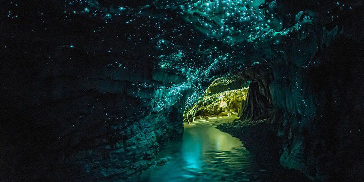 Świecąca Jaskinia Waitomo