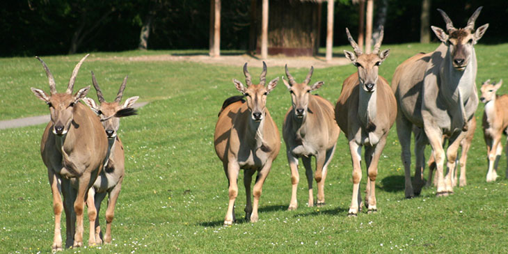 Afrykańskie lato w zoo safari w Czechach