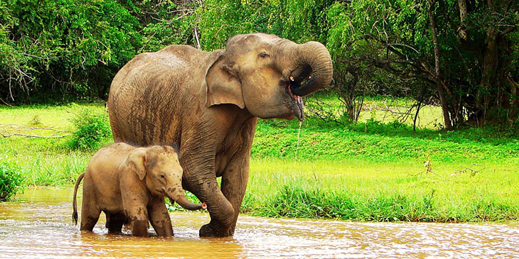 Sri Lanka