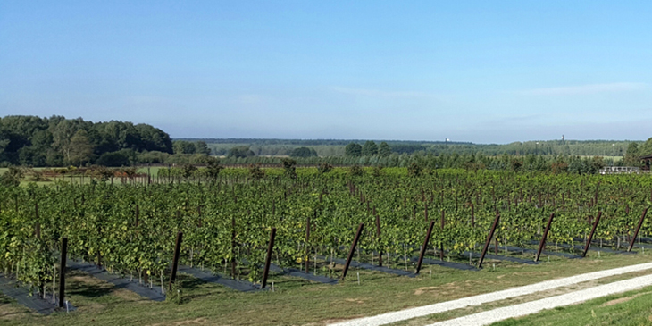 Winnica