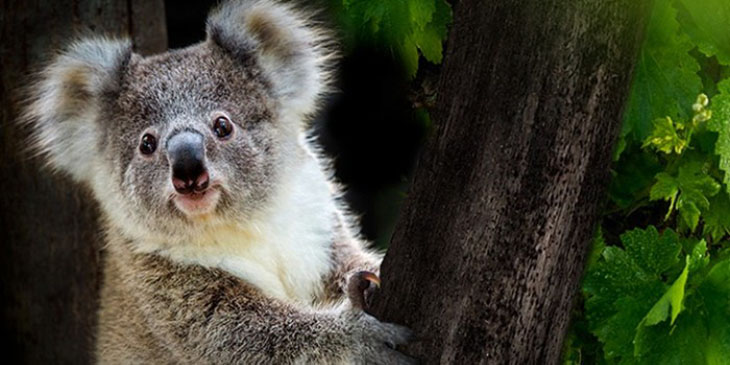 Dni Australii