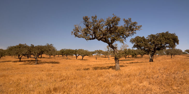 Alentejo - Portugalia