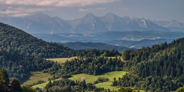 Palenica
