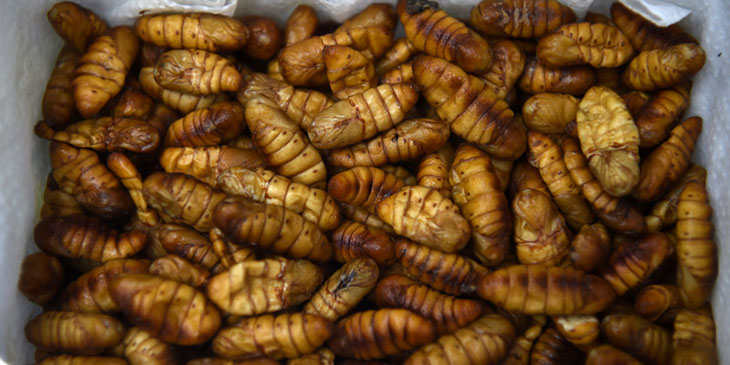 Robaki