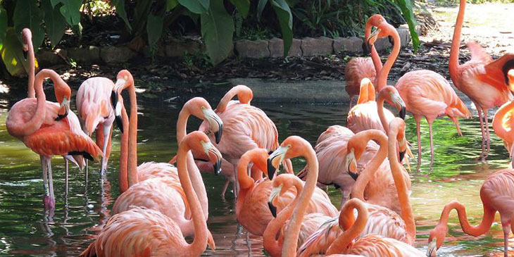 Flamingi