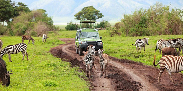 Safari