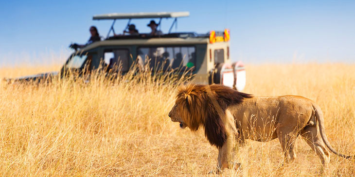 Safari