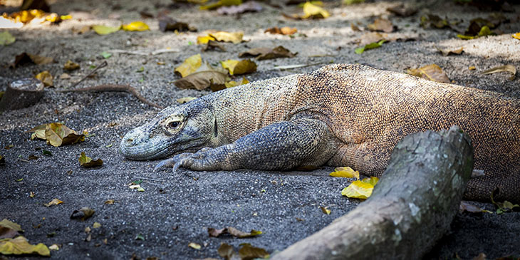 Waran z Komodo