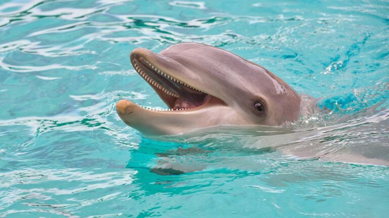 Delfin