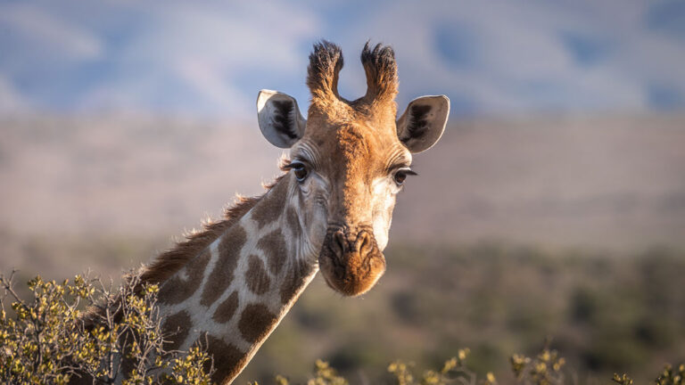 Żyrafa