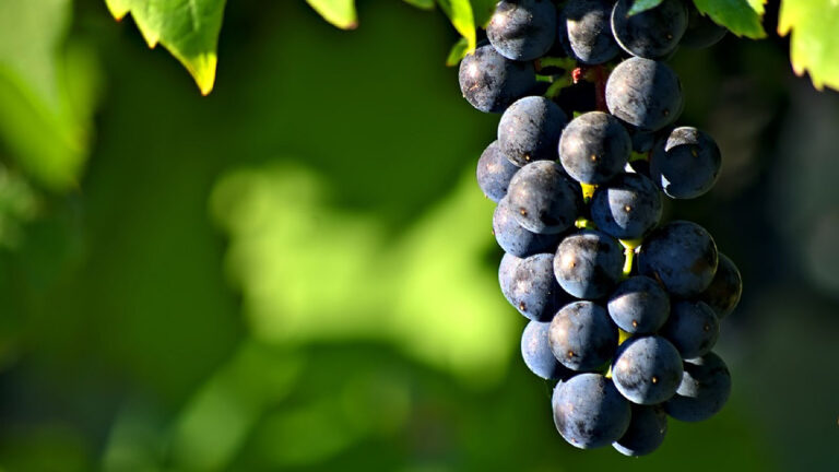 Winogrono