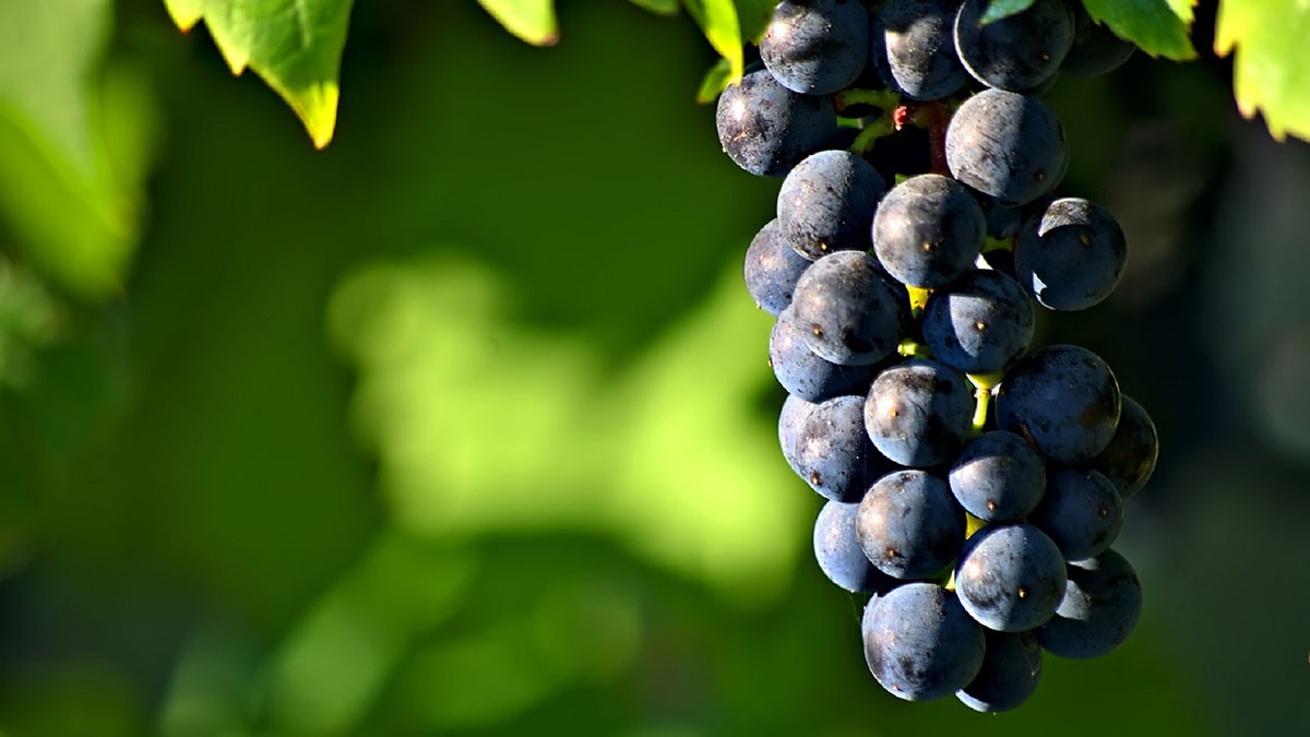 Winogrono