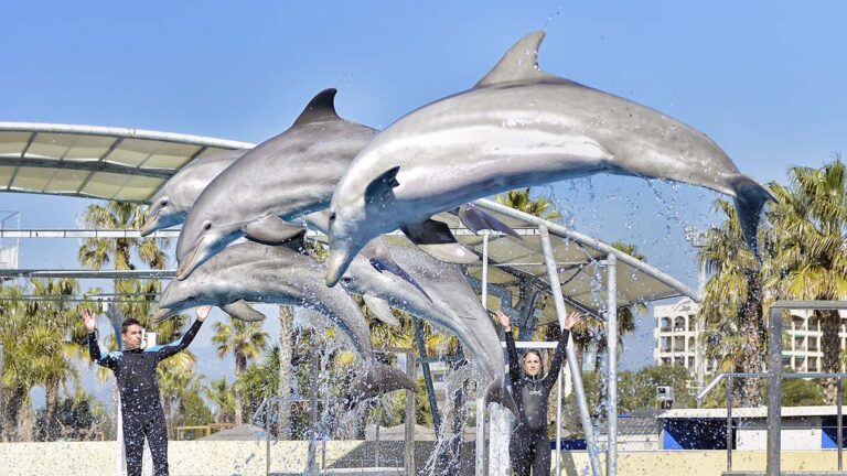 Delfiny