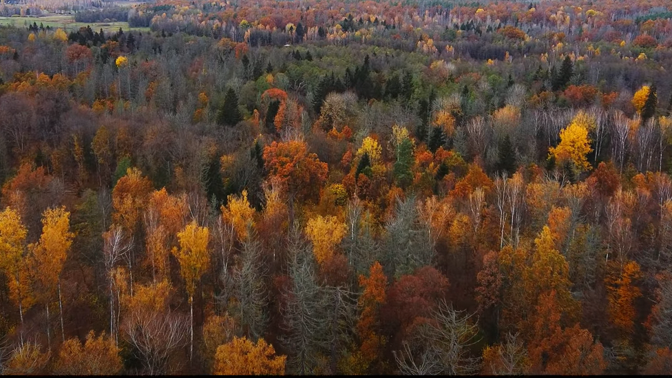 Puszcza Białowieska