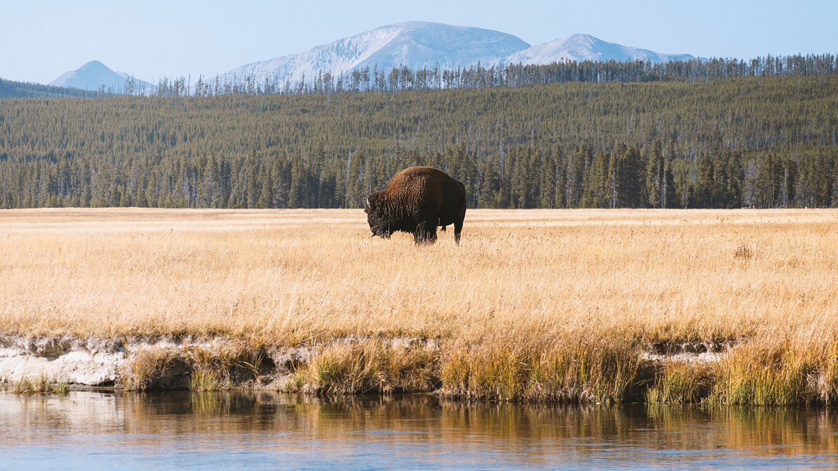 Park Narodowy Yellowstone, USA