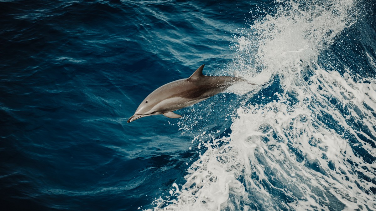 Delfin