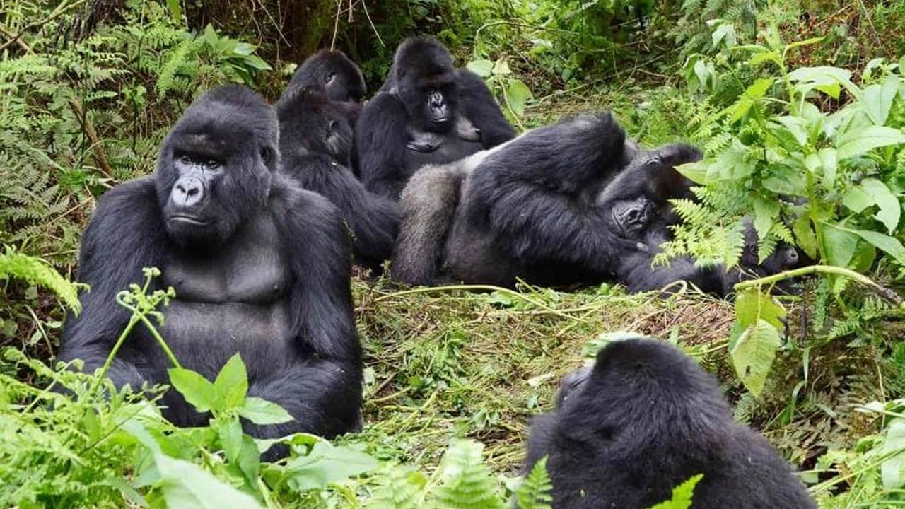 Park Narodowy Mgahinga Gorilla