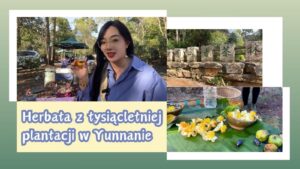 Herbata z tysiącletniej plantacji w Yunnanie