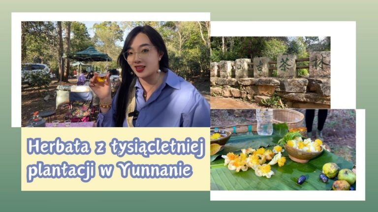 Herbata z tysiącletniej plantacji w Yunnanie