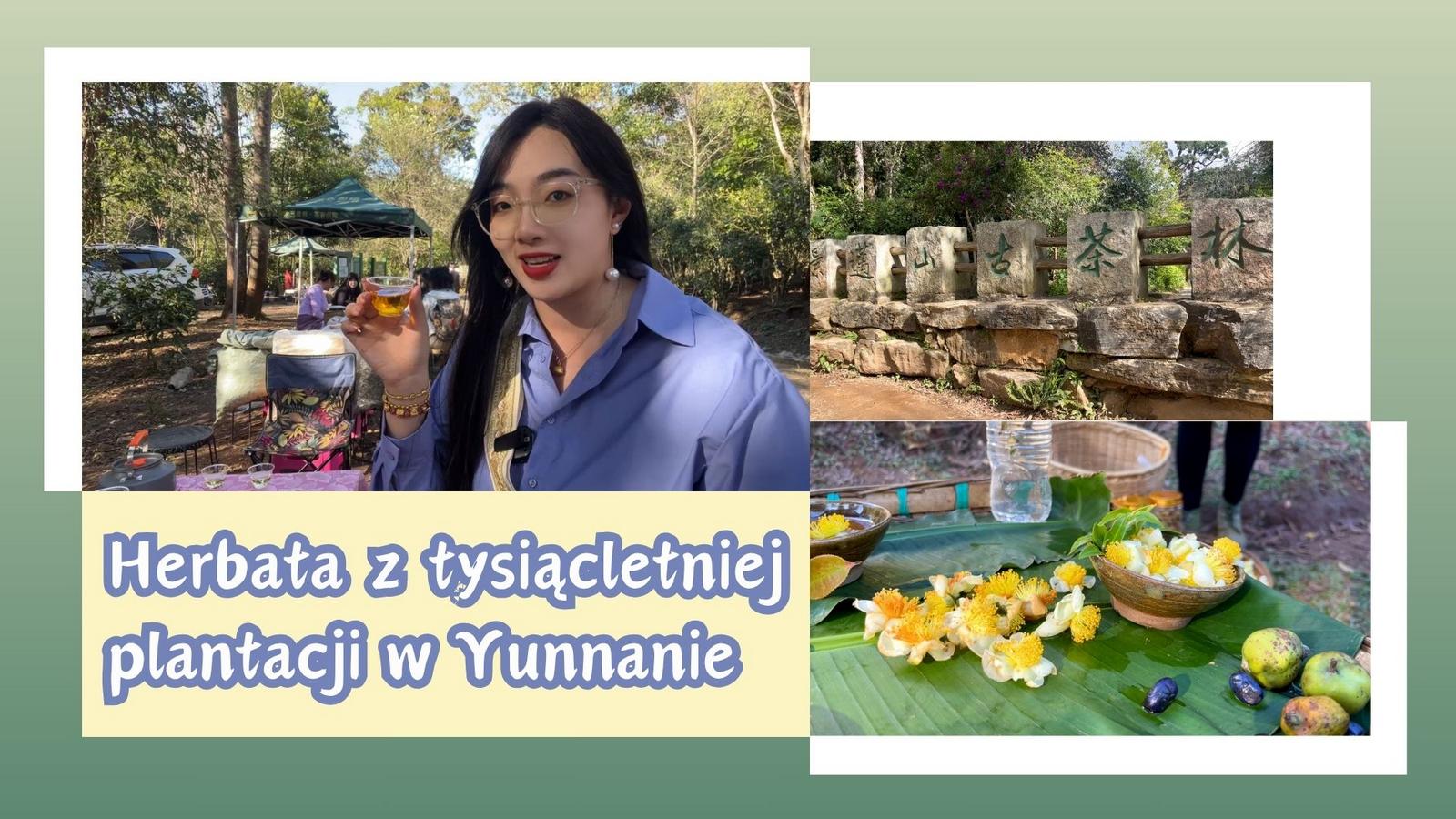 Herbata z tysiącletniej plantacji w Yunnanie
