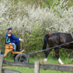 Skansen Sierpc. Fot. D. Krześniak Skansen Sierpc