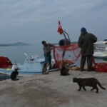 Wyspa Alibey Adasi - Cunda. Fot. Jerzy Niemociński